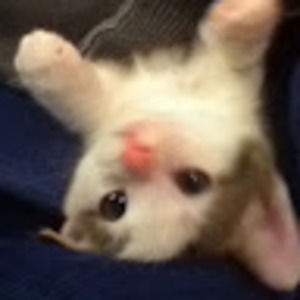 Meet your Posher, Summer